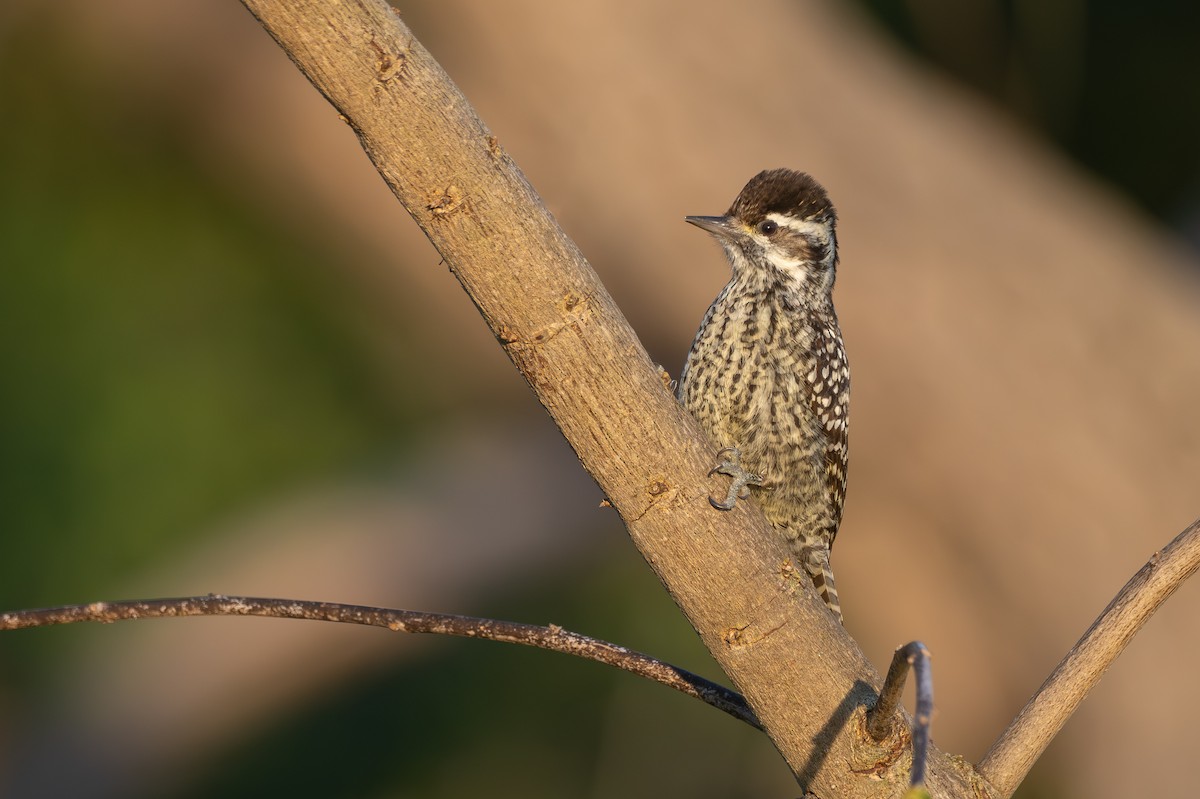 Checkered Woodpecker - ML642815180