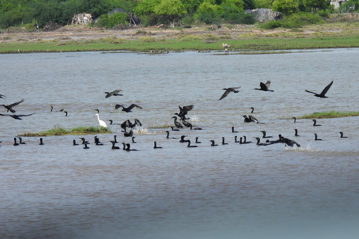 Indian Cormorant - ML642815181