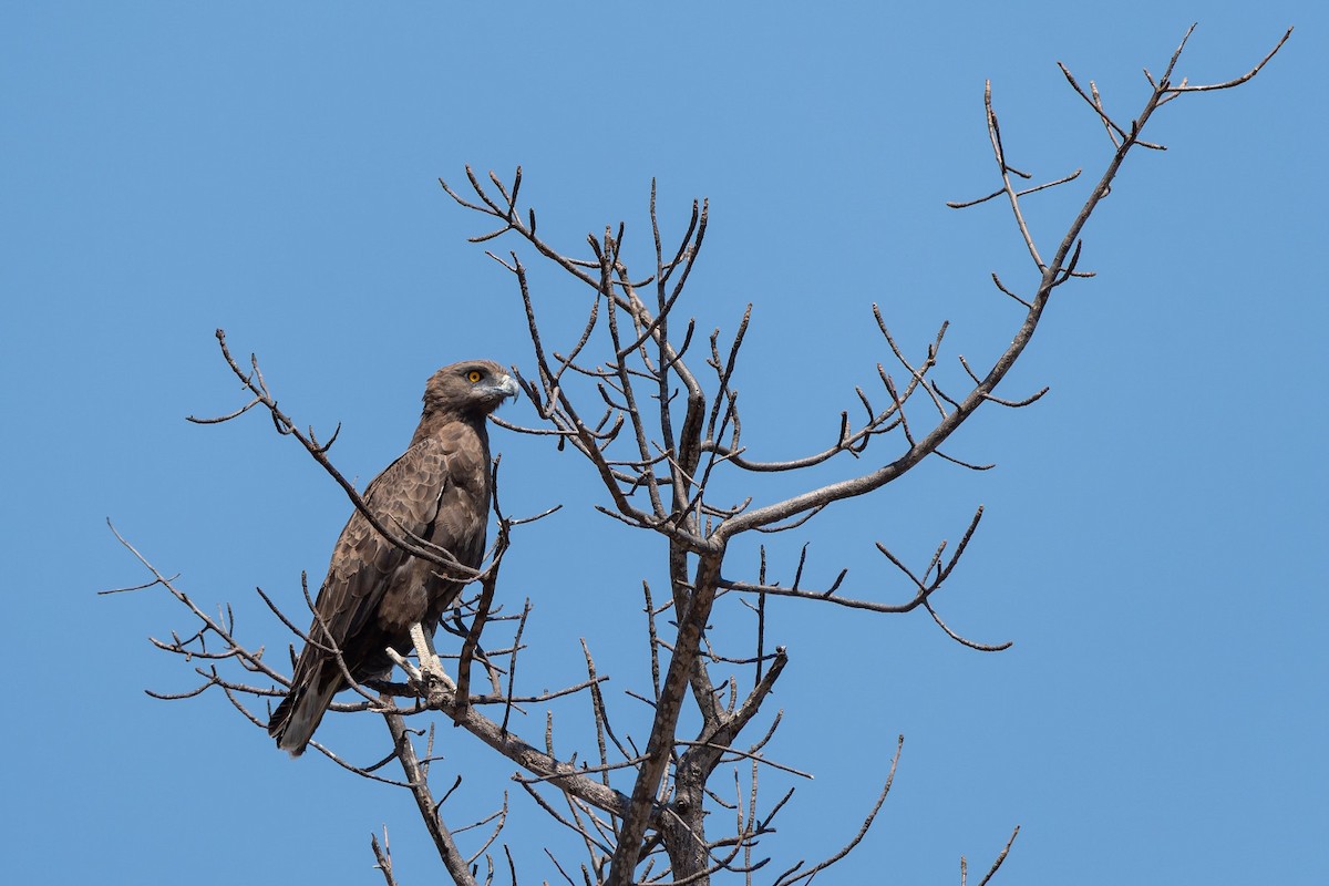 Brown Snake-Eagle - ML642815194