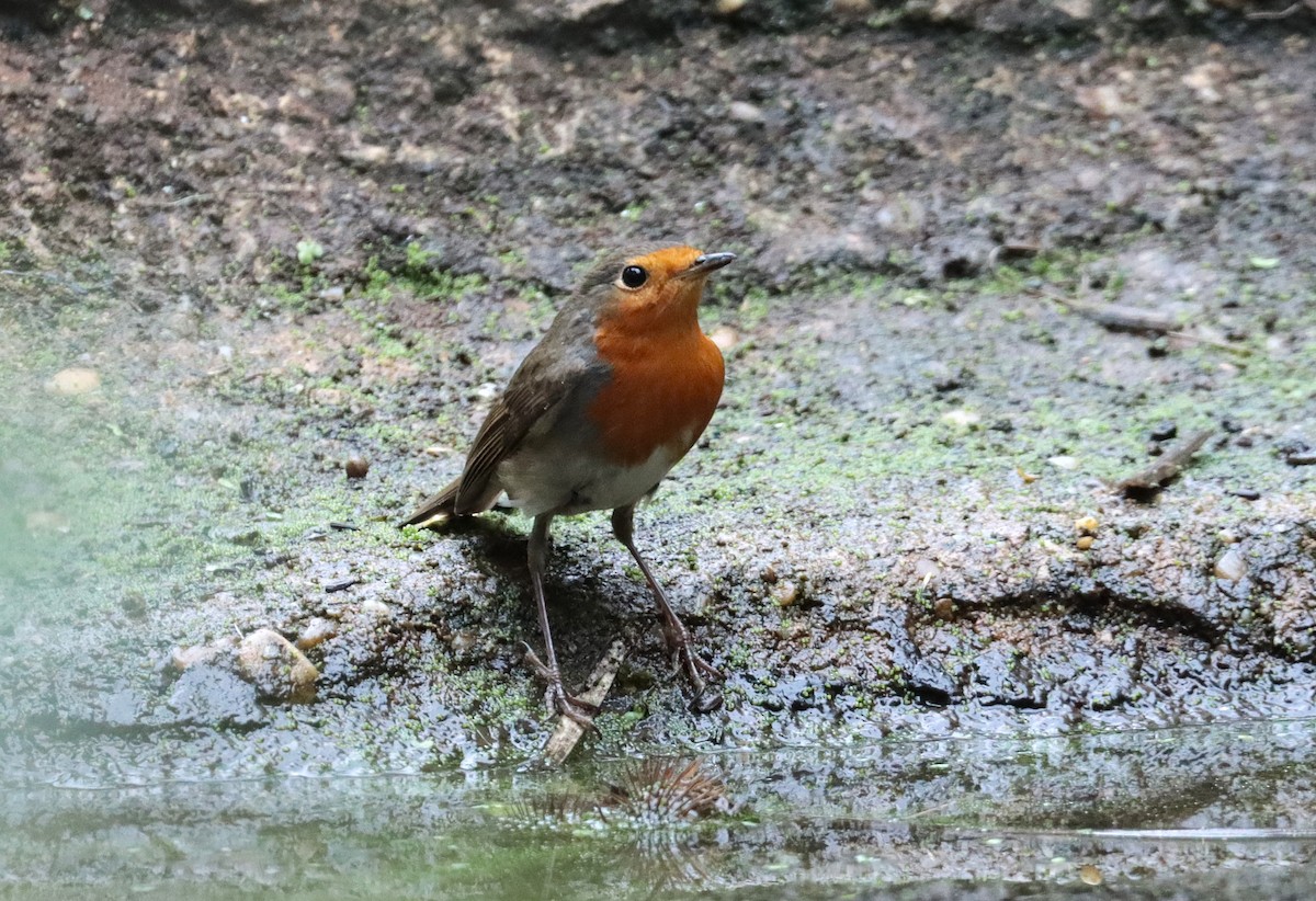 European Robin - ML642815201