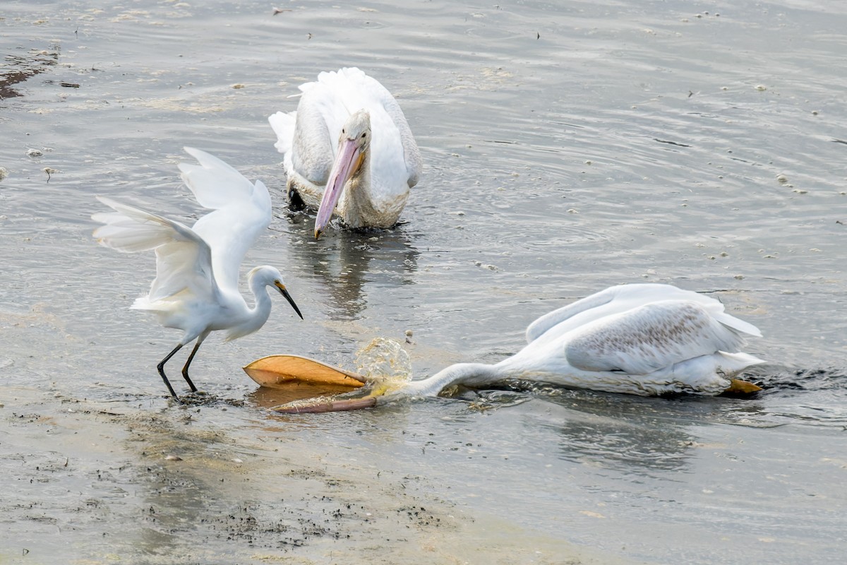 Snowy Egret - ML642815205