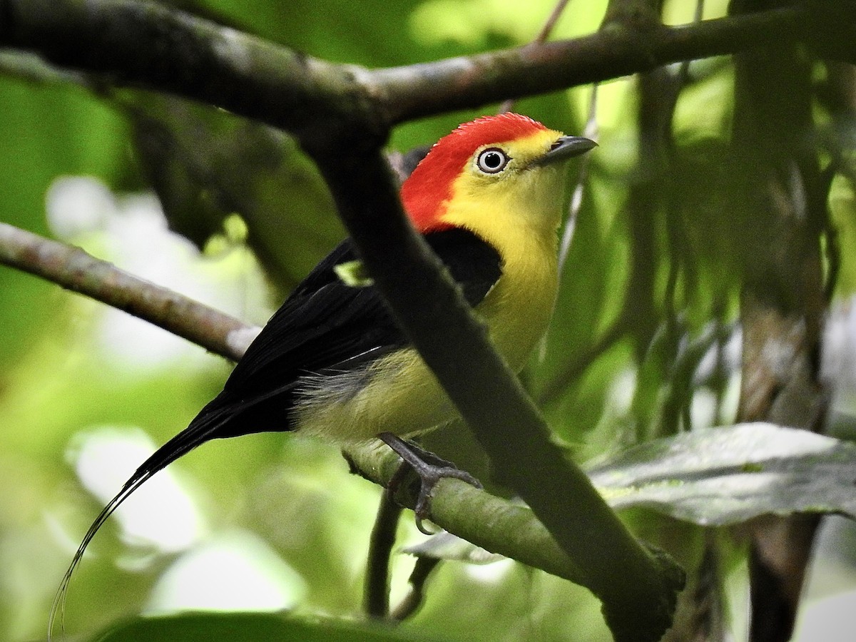 Wire-tailed Manakin - ML642815214
