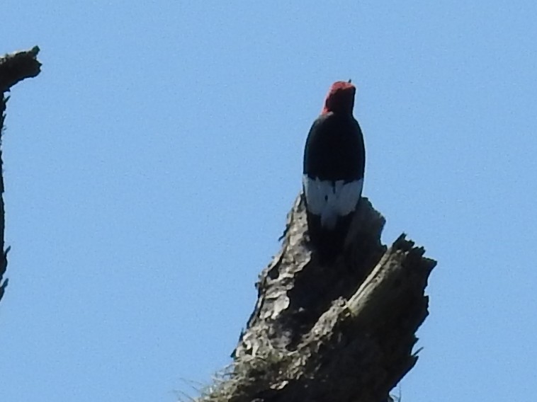 Red-headed Woodpecker - ML642815223