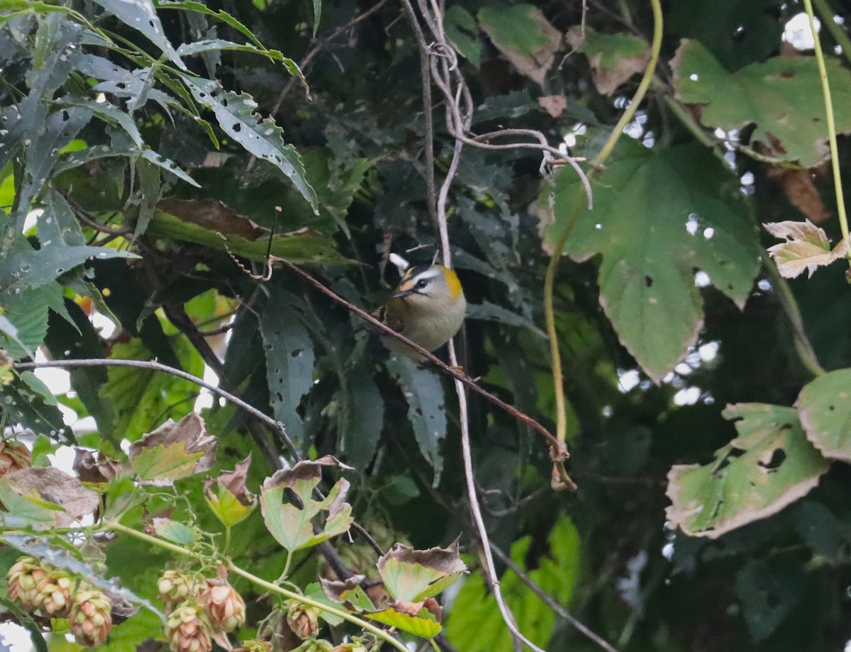Common Firecrest - ML642815233