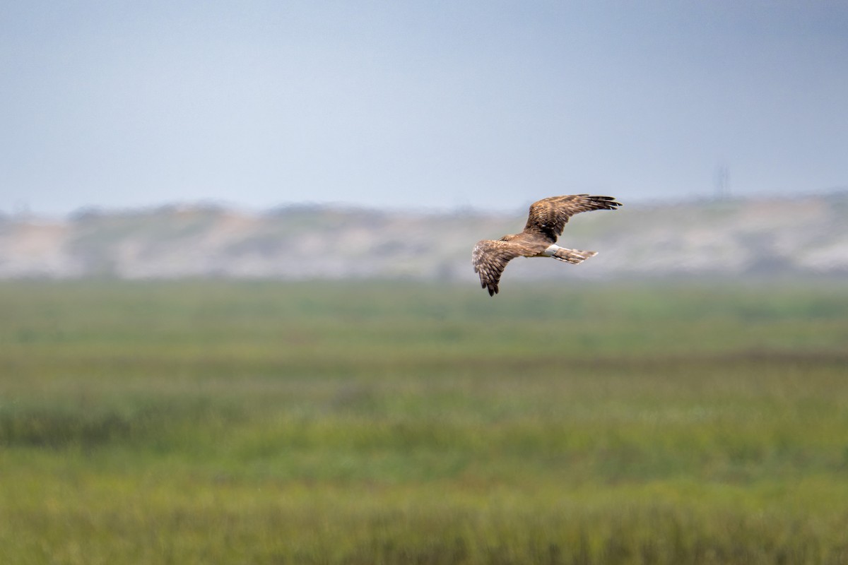 Northern Harrier - ML642815235
