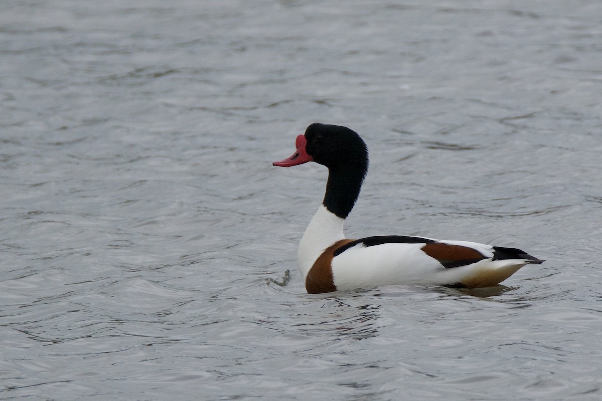 Common Shelduck - ML642815243
