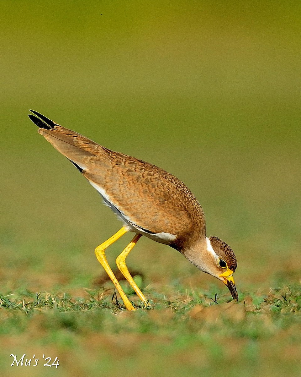 Yellow-wattled Lapwing - ML642815244