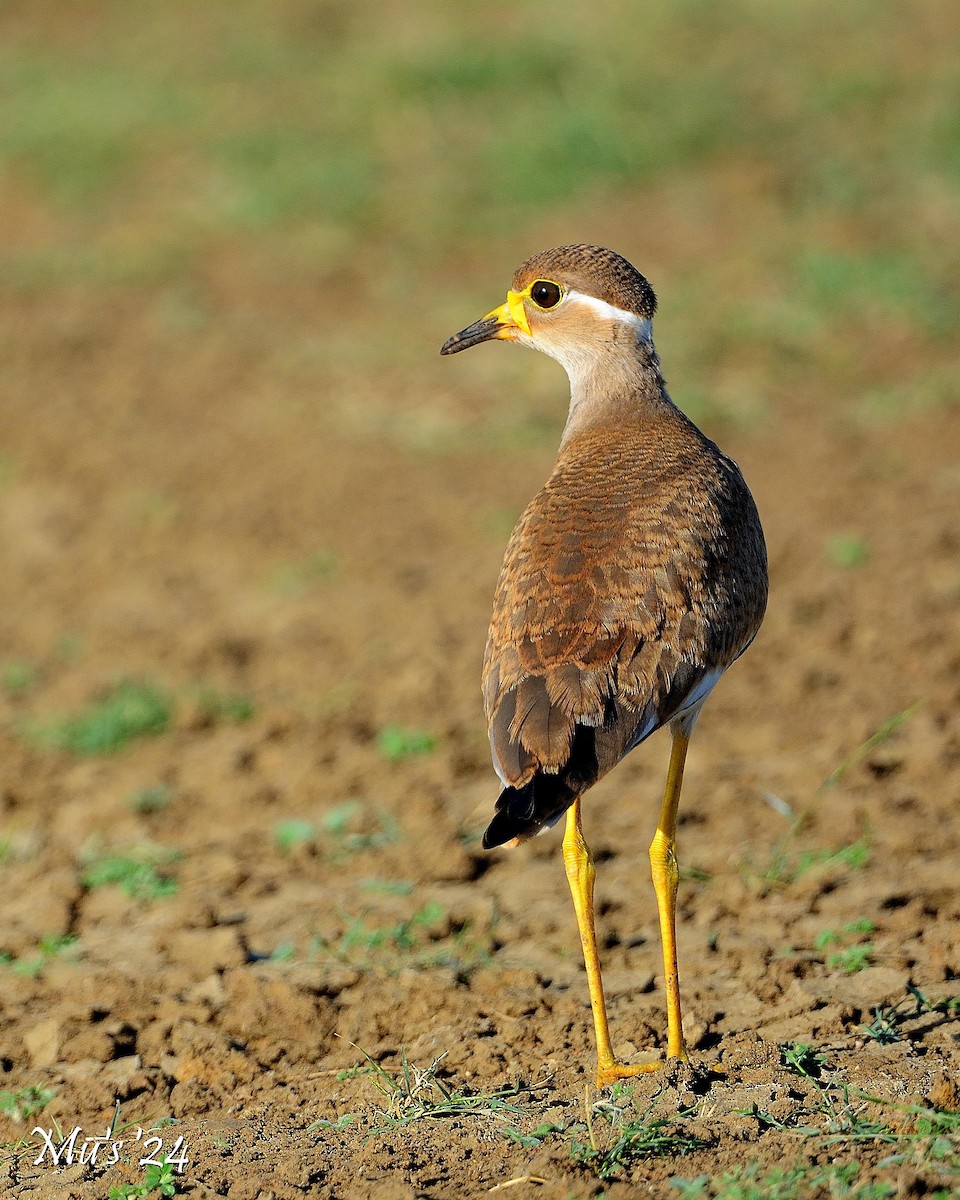 Yellow-wattled Lapwing - ML642815245