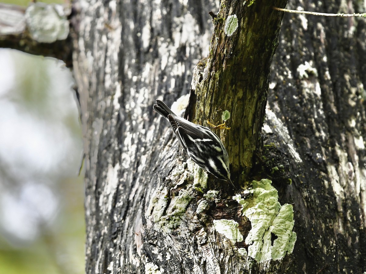 Black-and-white Warbler - ML642815247