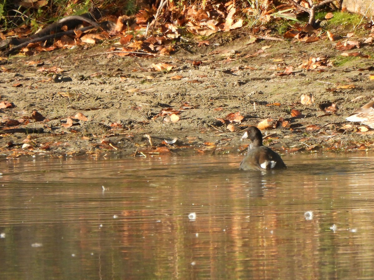 American Coot - ML642815249