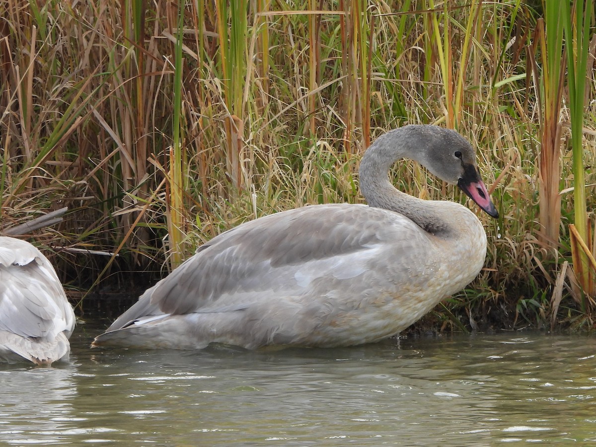 Trumpeter Swan - ML642815252