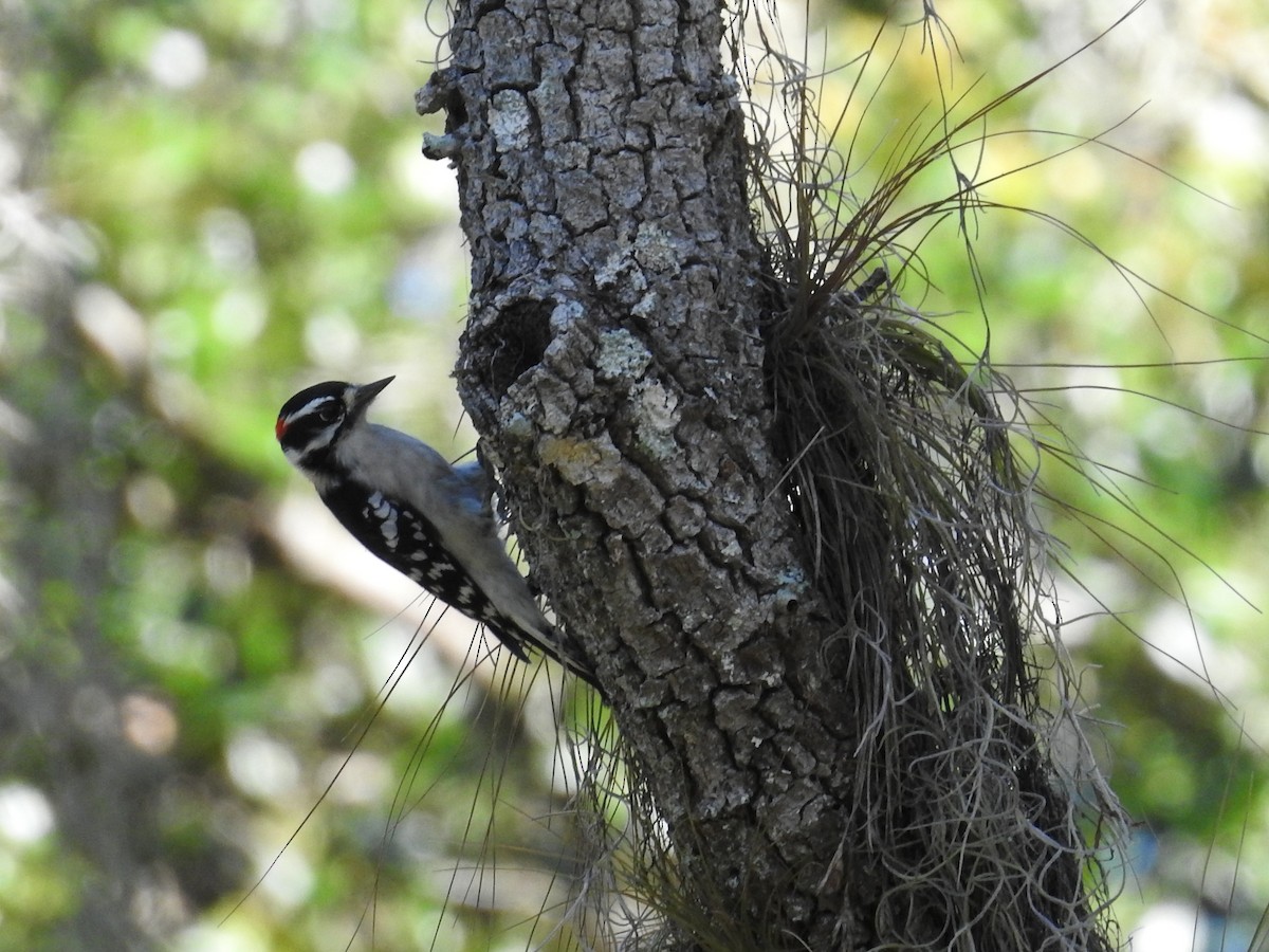 Downy Woodpecker - ML642815256