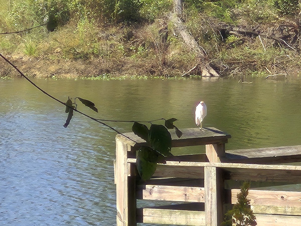Western Cattle-Egret - ML642815258