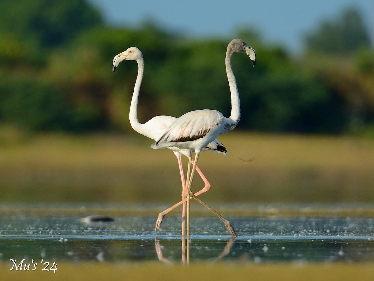 Greater Flamingo - ML642815261