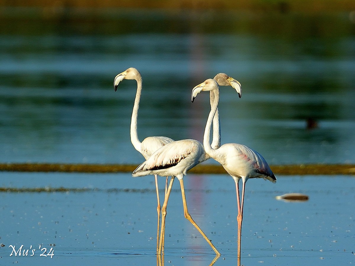 Greater Flamingo - ML642815262