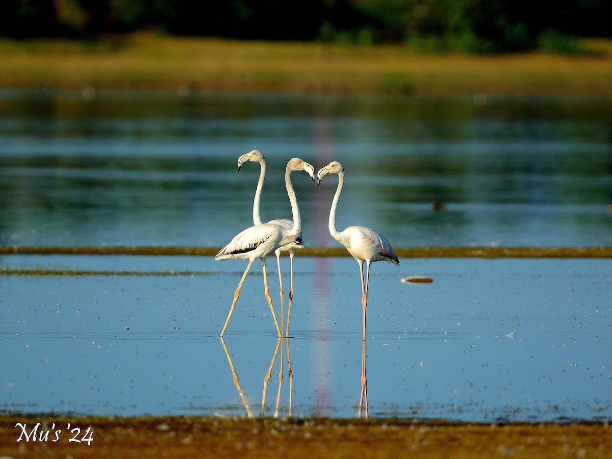 Greater Flamingo - ML642815263