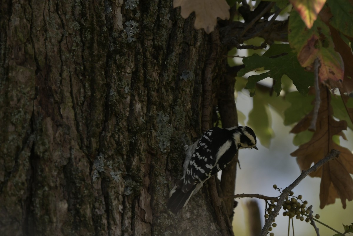 Downy Woodpecker - ML642815264