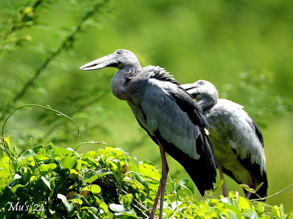 Asian Openbill - ML642815267