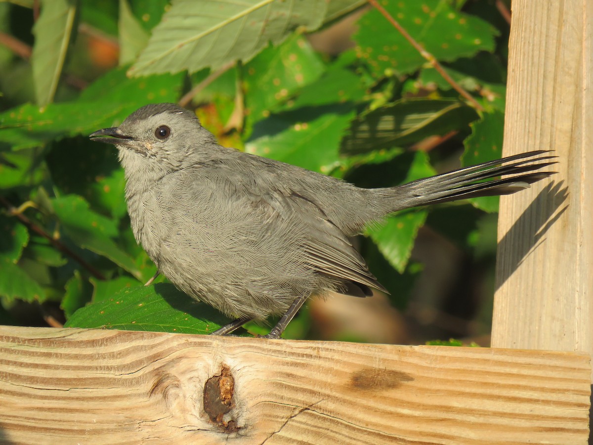Gray Catbird - ML642815271