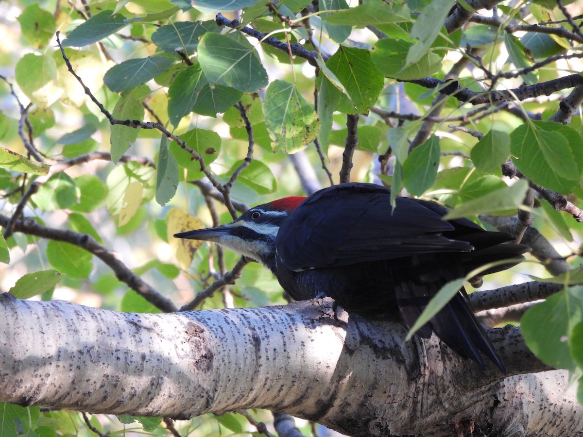 Pileated Woodpecker - ML642815273