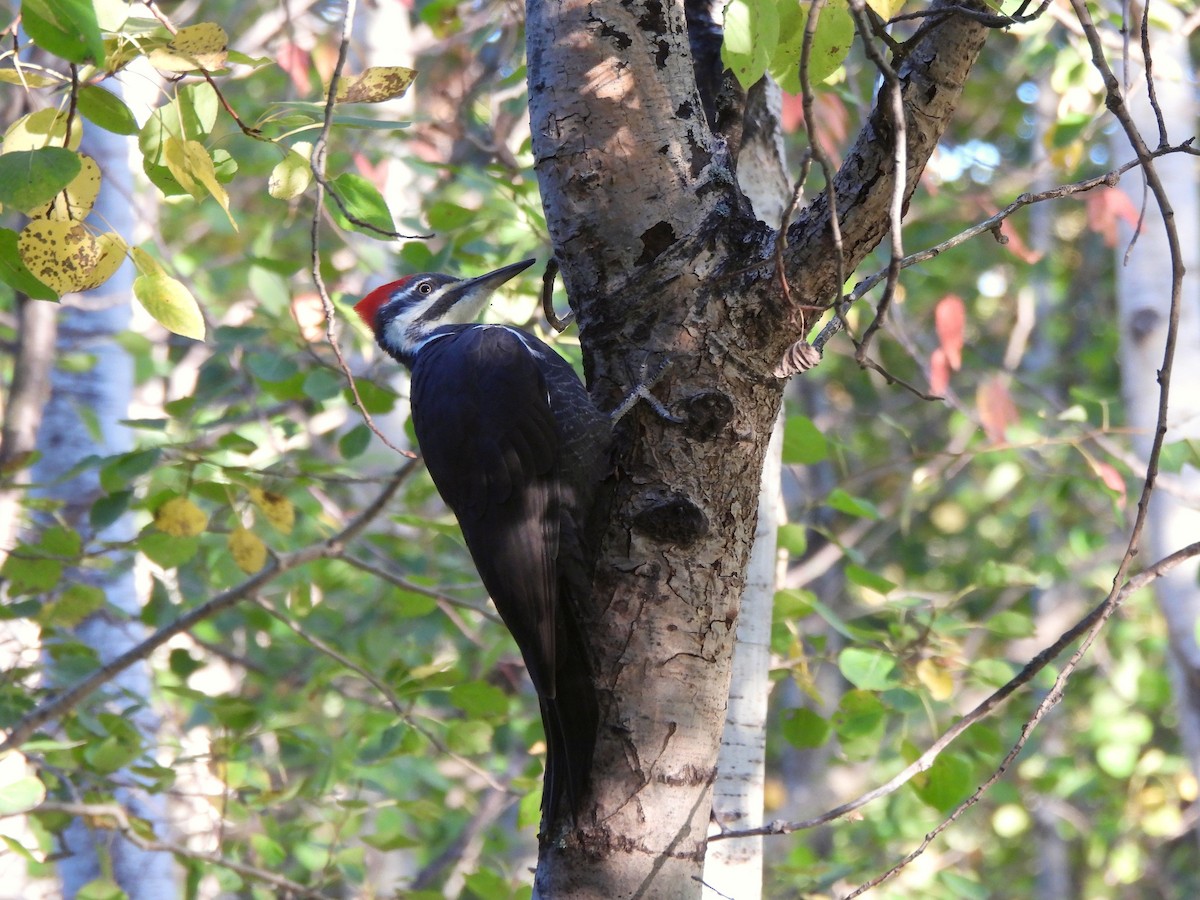 Pileated Woodpecker - ML642815274