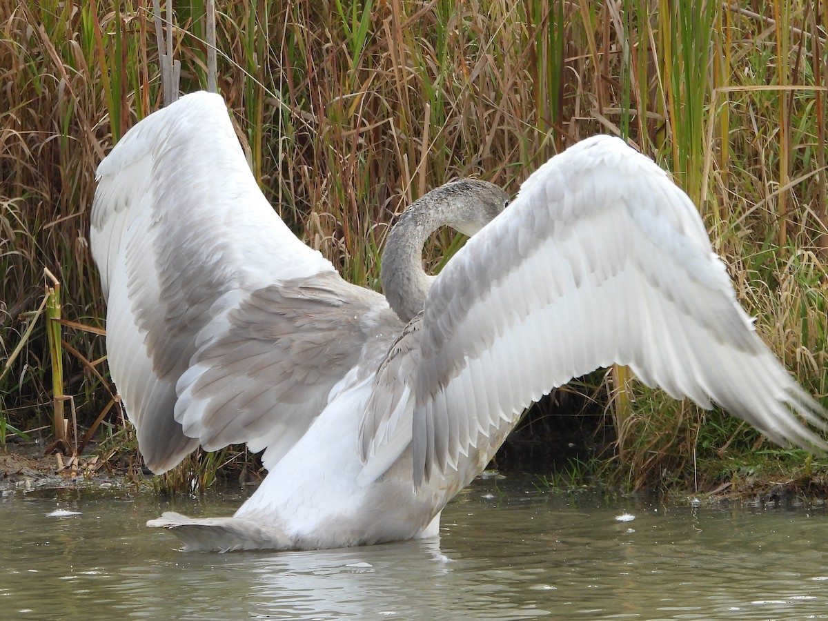 Trumpeter Swan - ML642815280