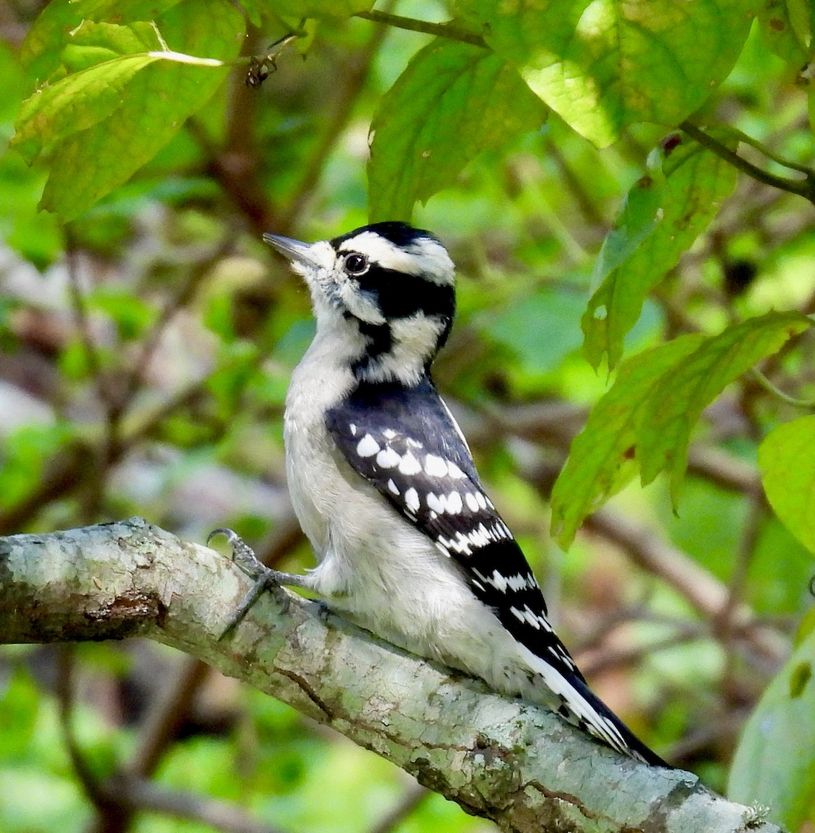 Downy Woodpecker - ML642815282