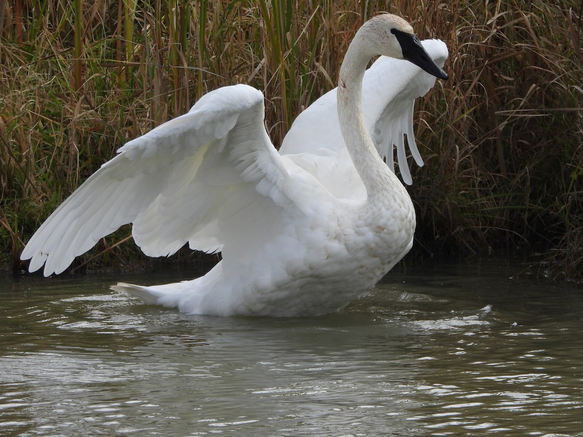 Trumpeter Swan - ML642815283