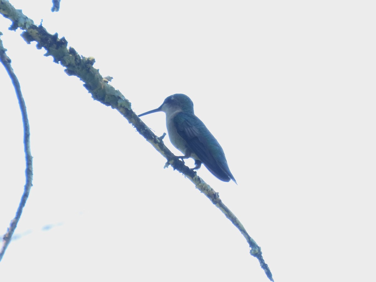 Ruby-throated Hummingbird - ML642815285