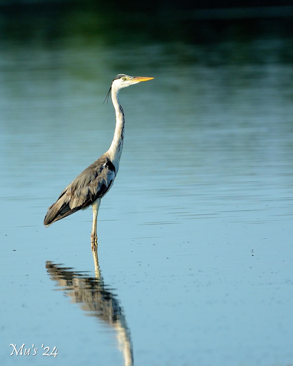 Gray Heron - ML642815288