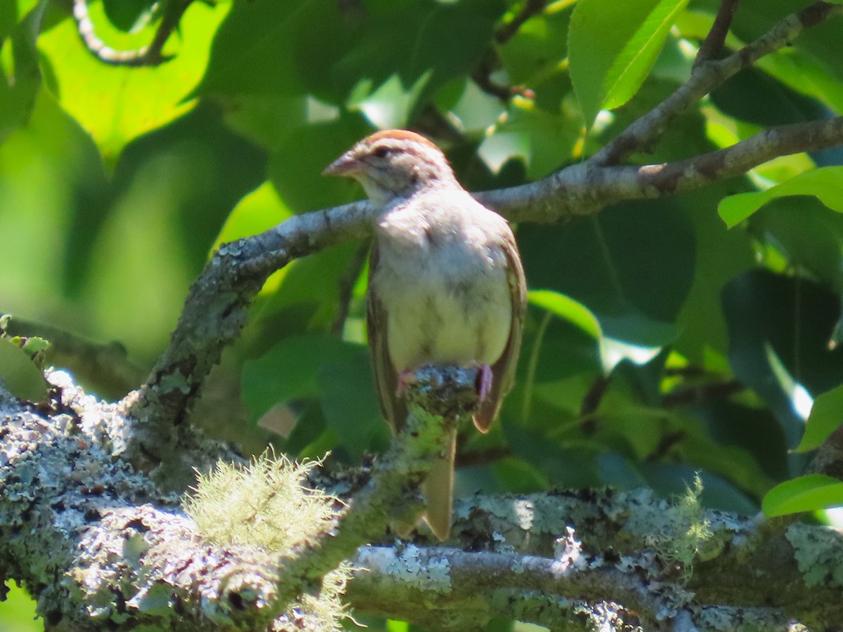 Chipping Sparrow - ML642815290
