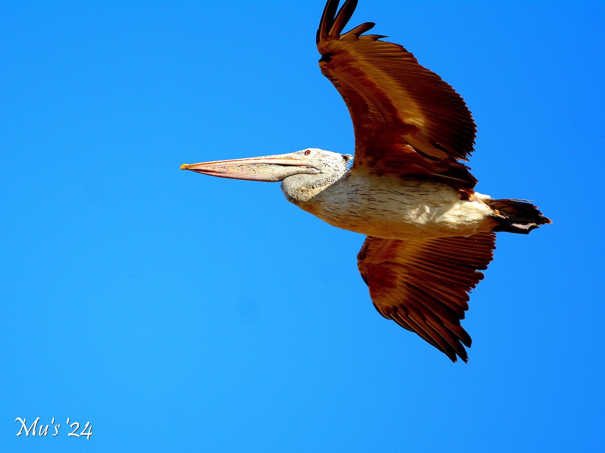 Spot-billed Pelican - ML642815295