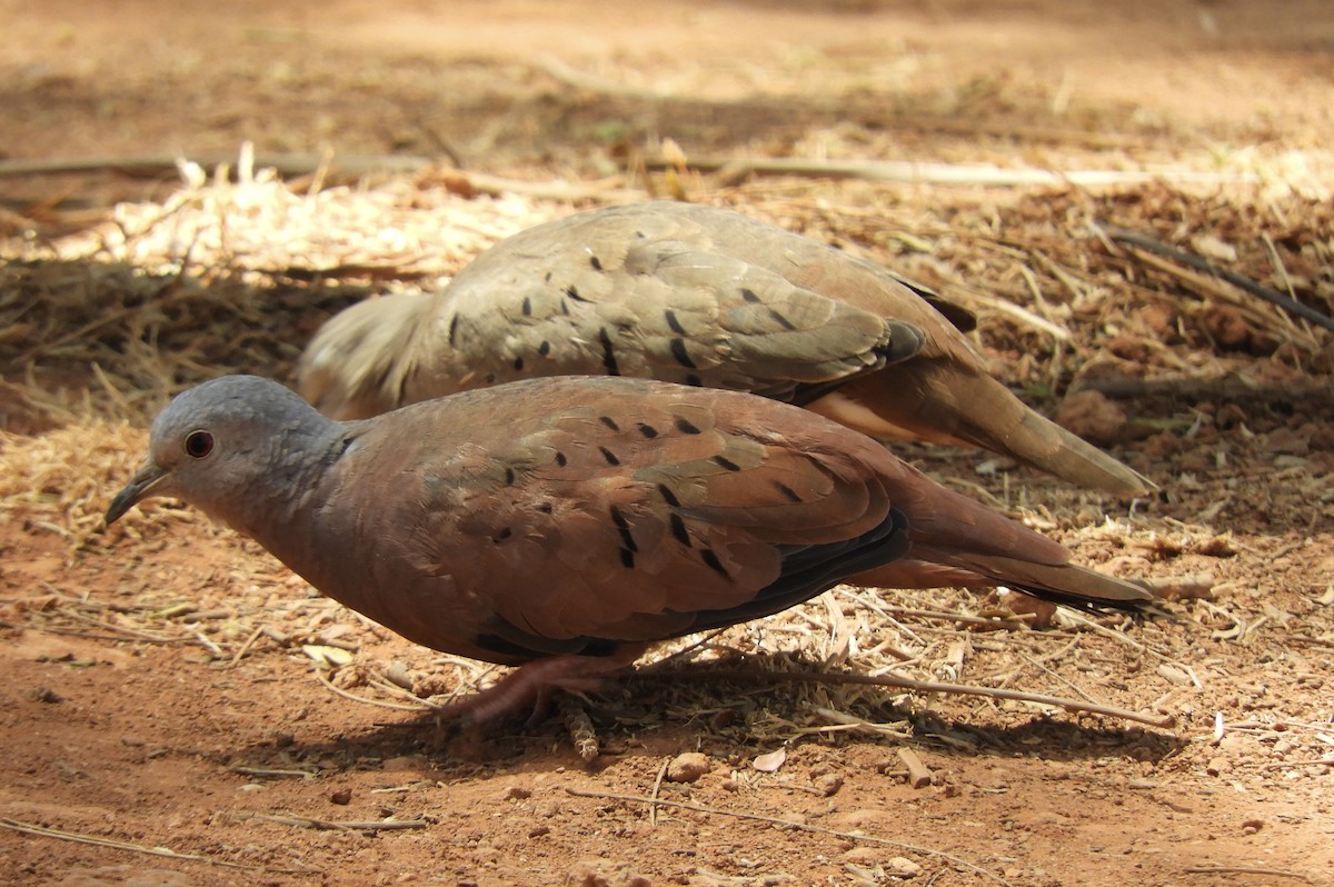 Ruddy Ground Dove - ML642815302