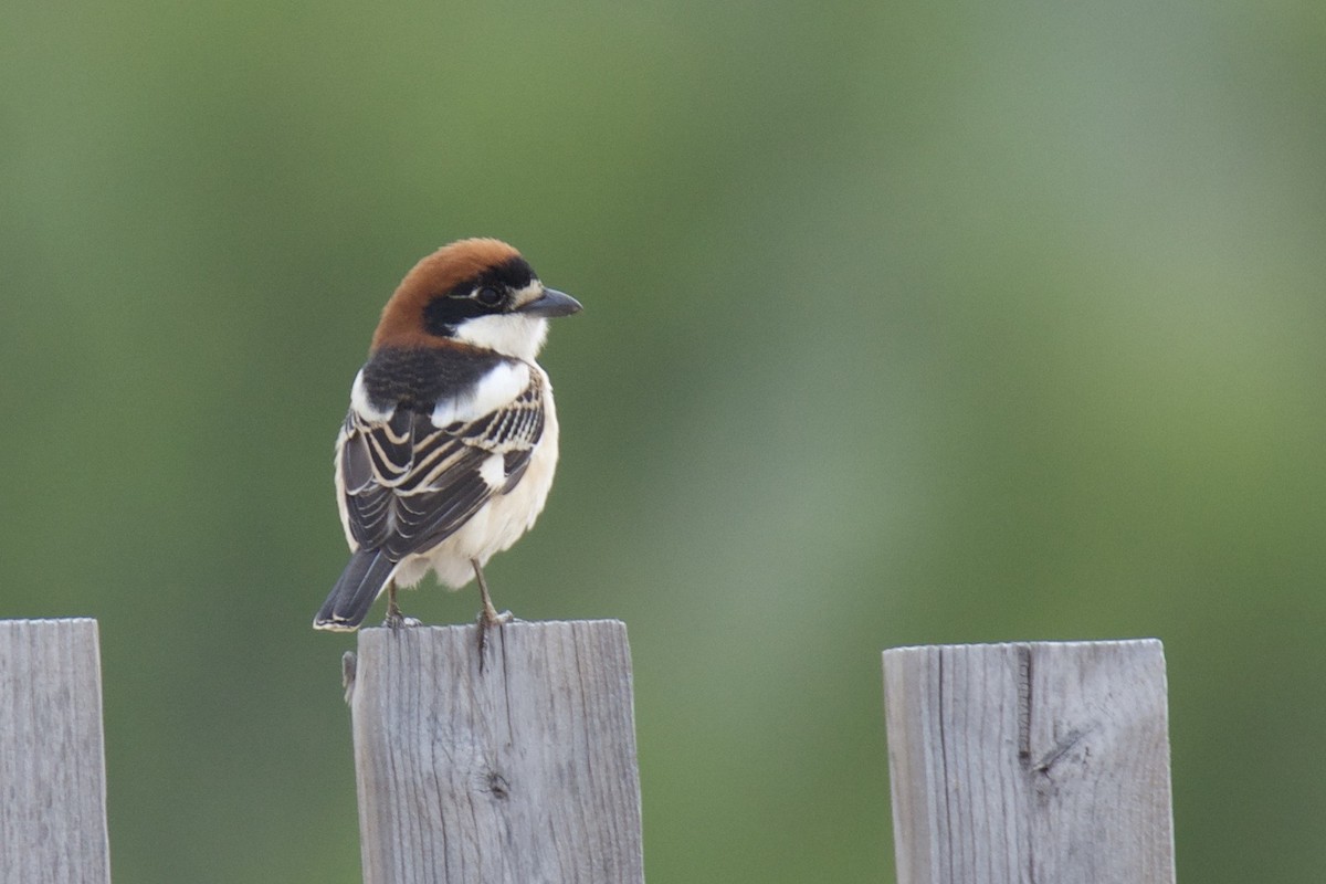 Woodchat Shrike - ML642815307