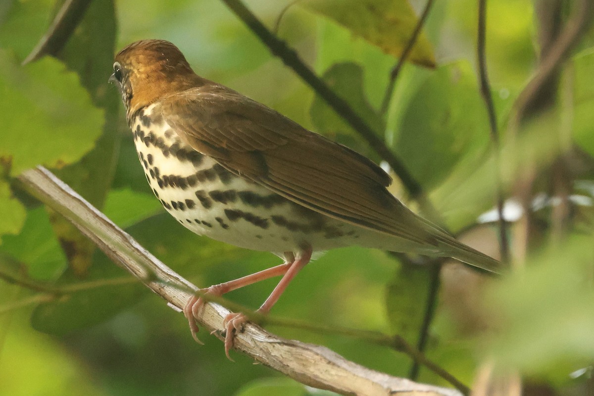Wood Thrush - ML642815318