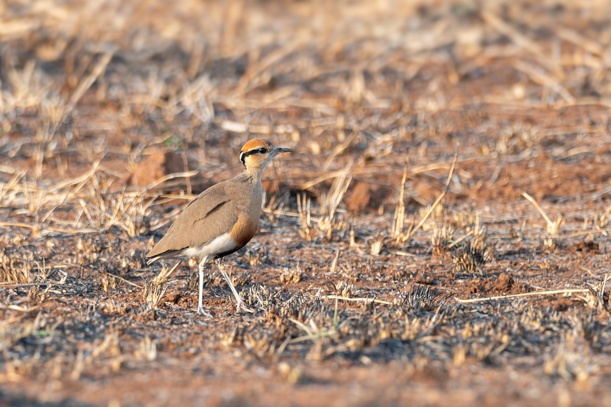 Temminckrennvogel - ML642815319