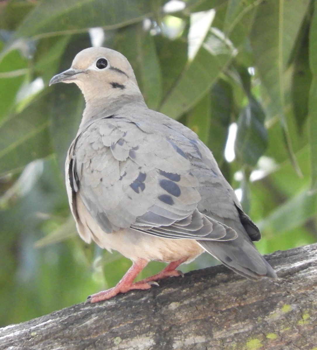 Eared Dove - ML642815322
