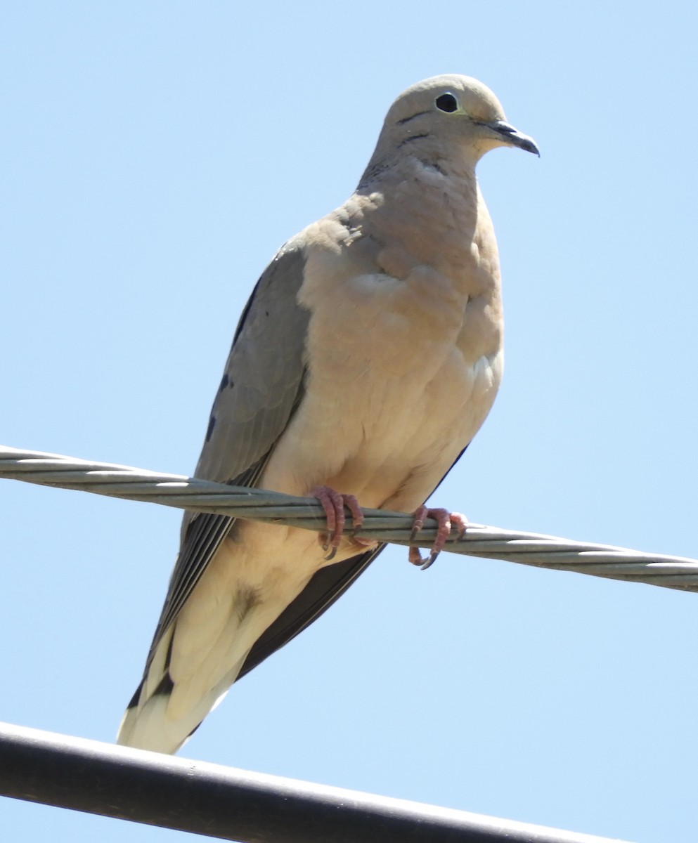 Eared Dove - ML642815323