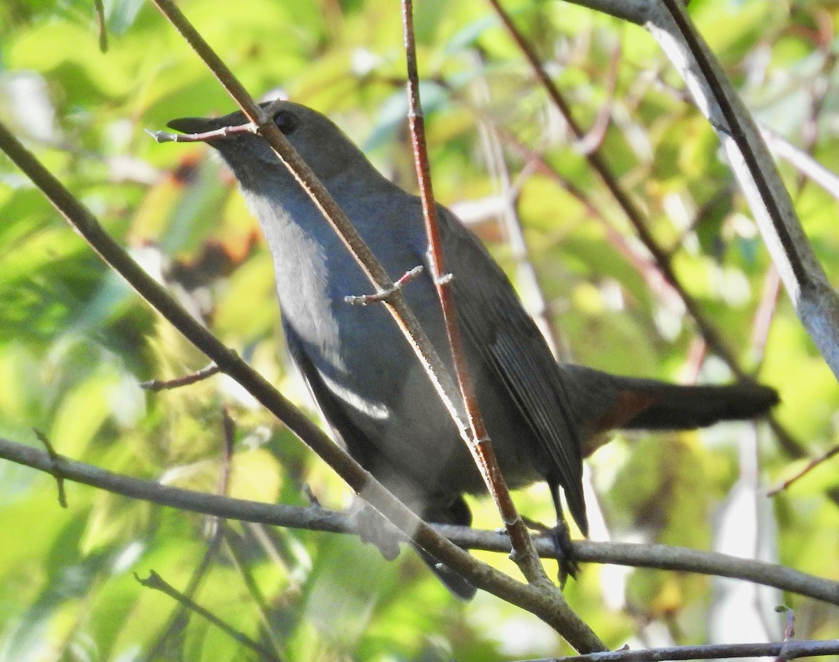 Gray Catbird - ML642815330