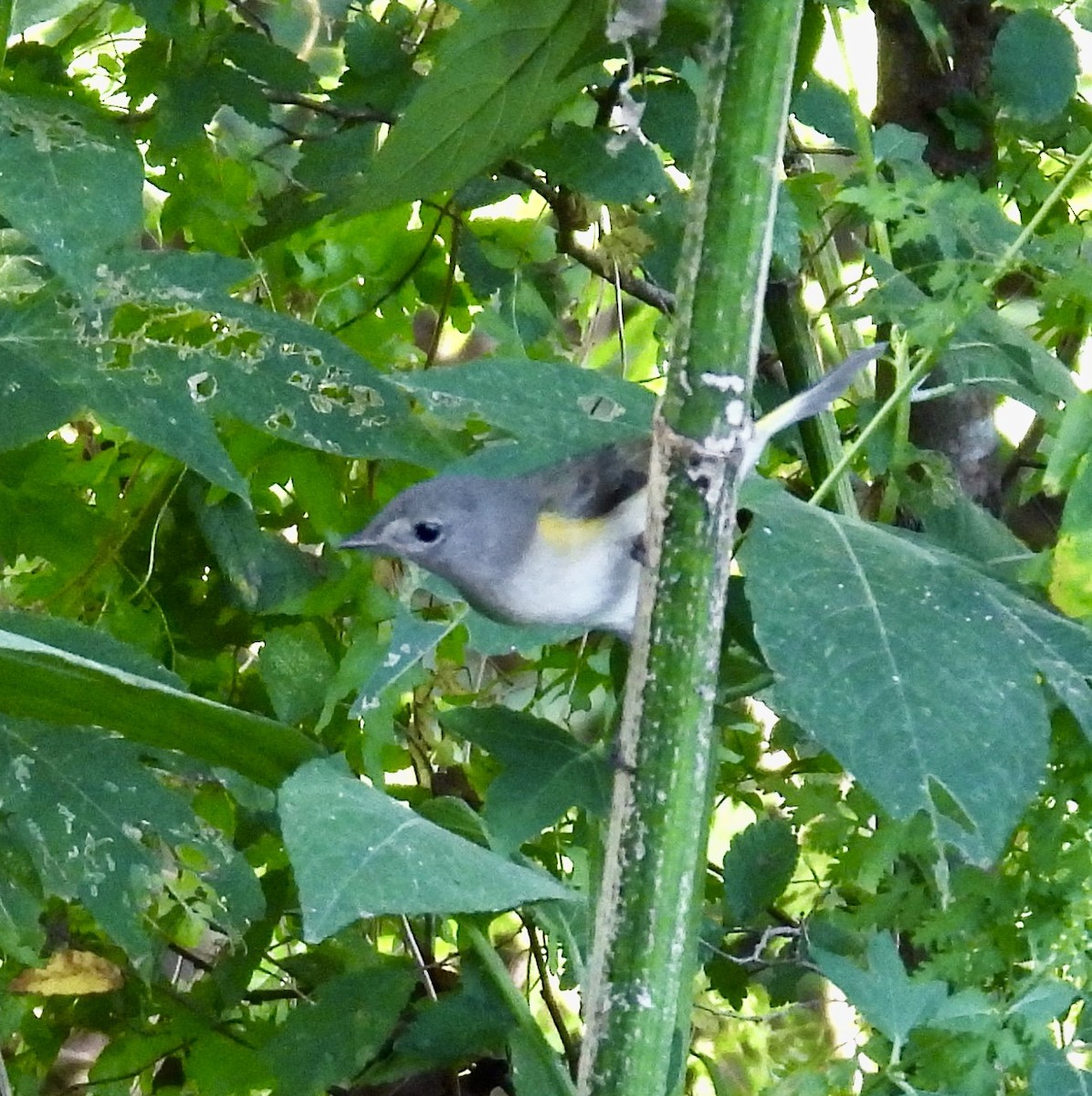 American Redstart - ML642815333