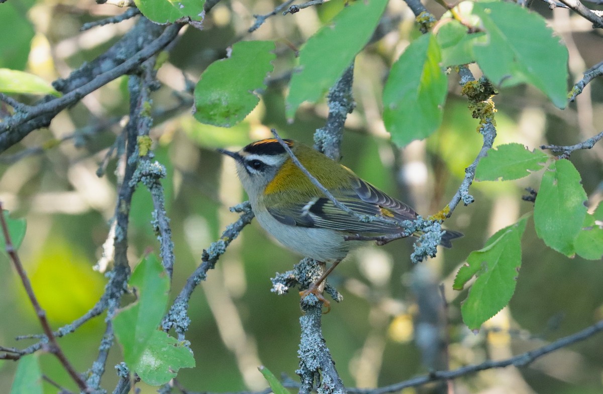 Common Firecrest - ML642815336
