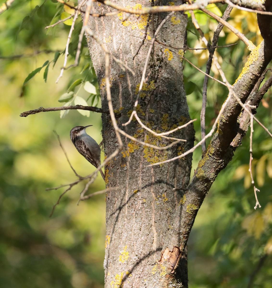 Short-toed Treecreeper - ML642815338