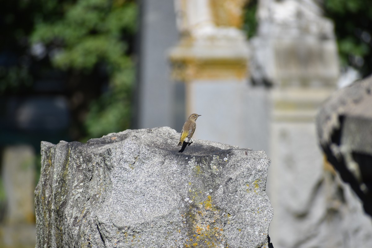 Palm Warbler (Western) - ML642815339
