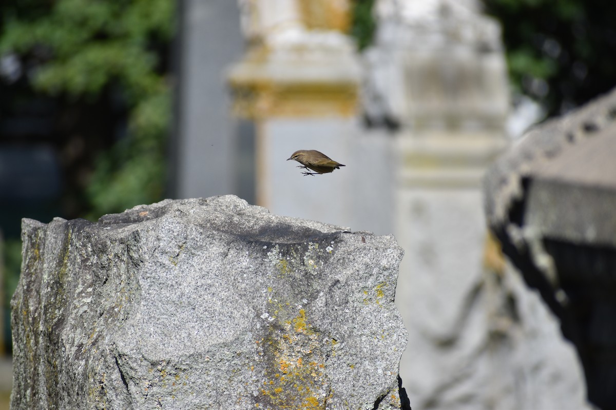 Palm Warbler (Western) - ML642815340