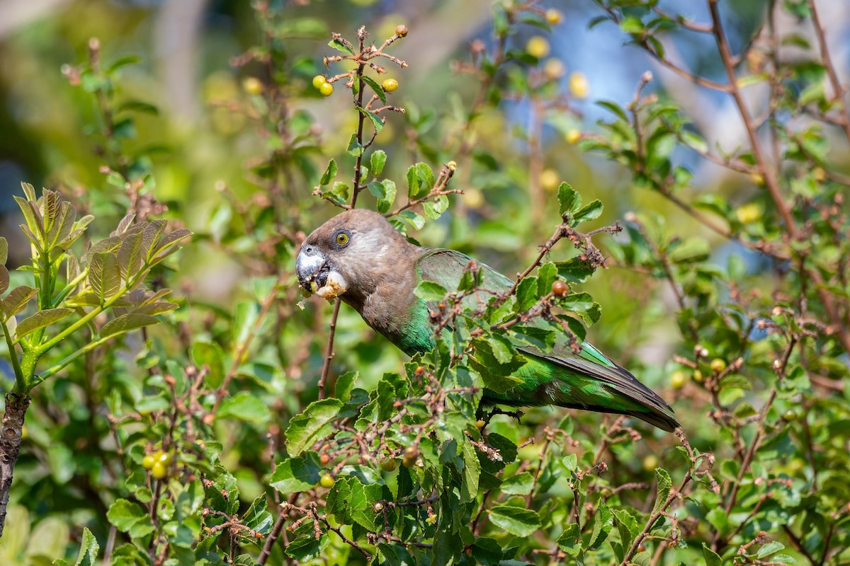 Brown-headed Parrot - ML642815341
