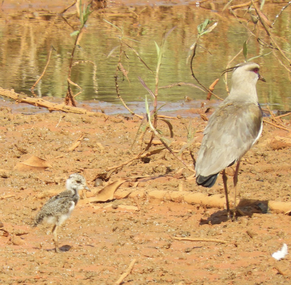 Southern Lapwing - ML642815342