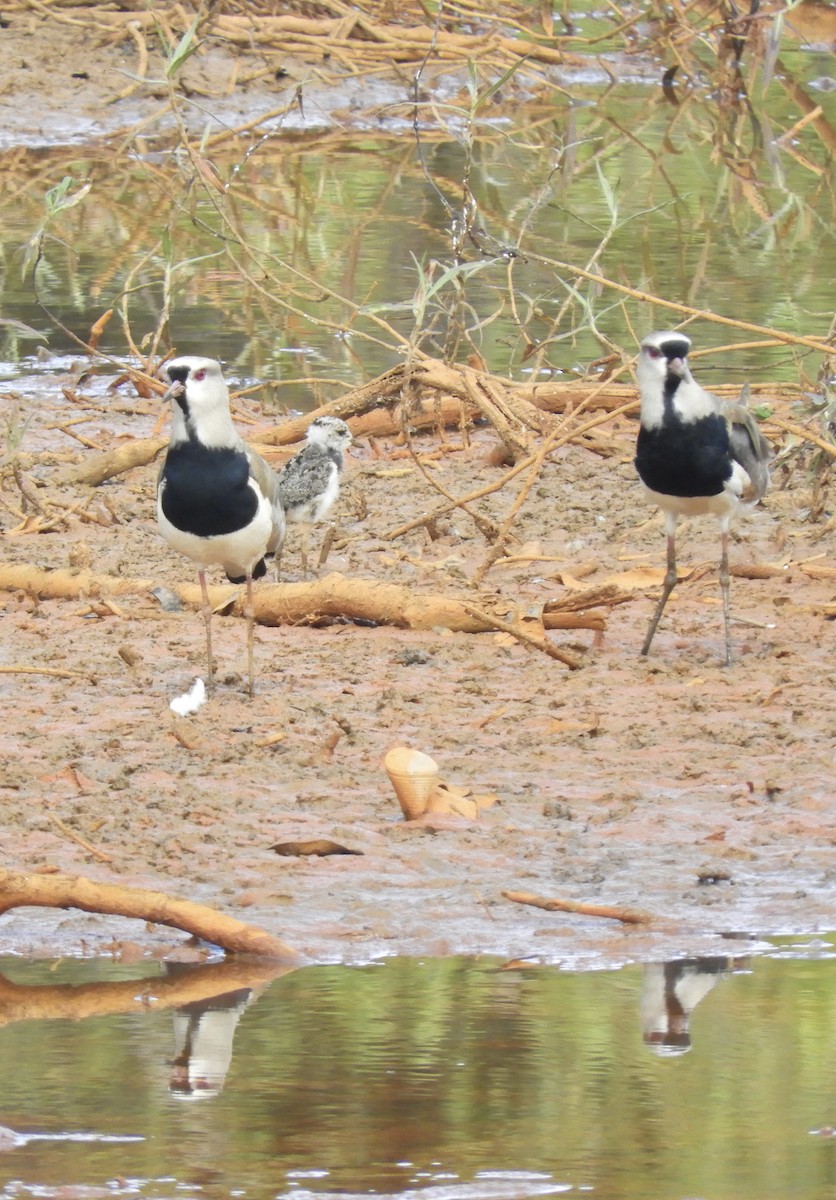Southern Lapwing - ML642815343