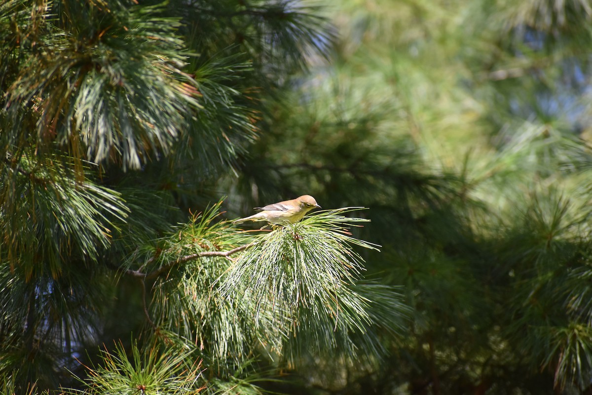 Pine Warbler - ML642815345