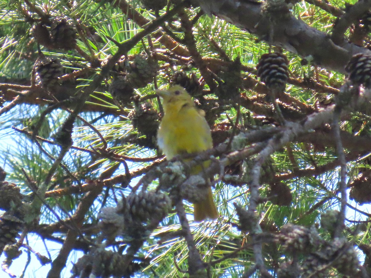 Summer Tanager - ML642815353