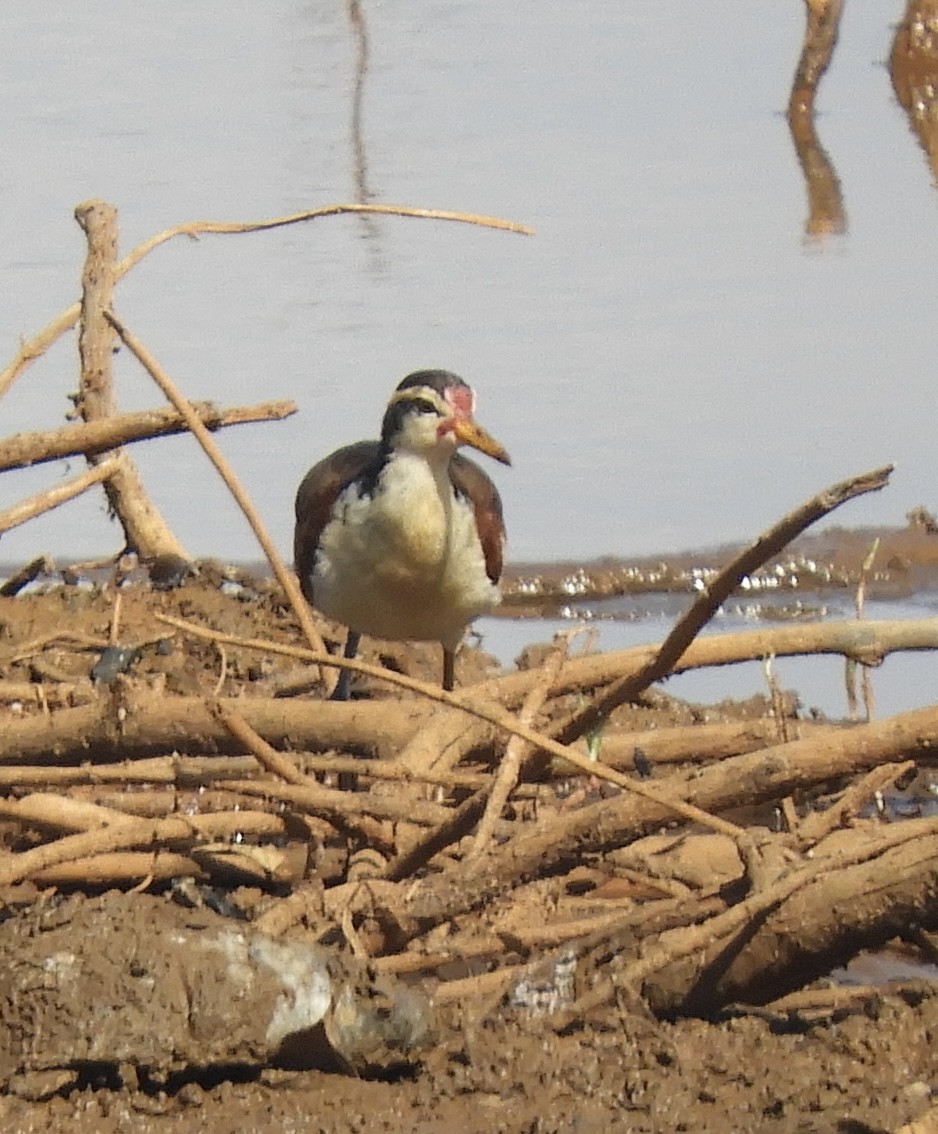 Wattled Jacana - ML642815354